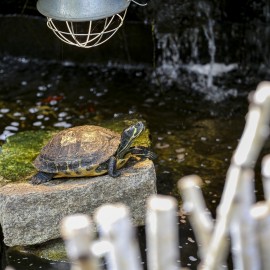 powiększ zdjęcie: Unikatowa legnicka palmiarnia czeka na renowatorów