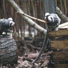 powiększ zdjęcie: Unikatowa legnicka palmiarnia czeka na renowatorów