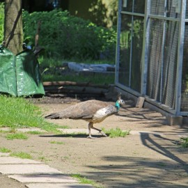 powiększ zdjęcie: Już w czwartek pawie zapraszają do mini zoo