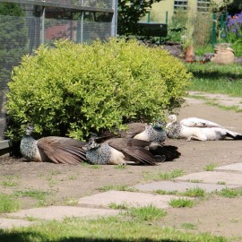 powiększ zdjęcie: Już w czwartek pawie zapraszają do mini zoo