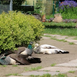 powiększ zdjęcie: Już w czwartek pawie zapraszają do mini zoo