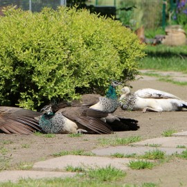 powiększ zdjęcie: Już w czwartek pawie zapraszają do mini zoo