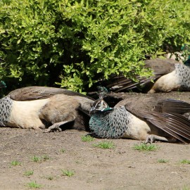 powiększ zdjęcie: Już w czwartek pawie zapraszają do mini zoo