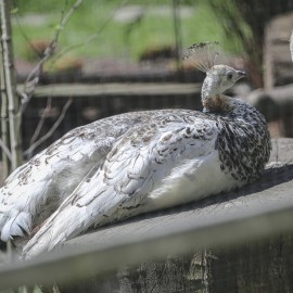 powiększ zdjęcie: Już w czwartek pawie zapraszają do mini zoo