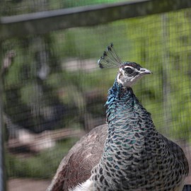 powiększ zdjęcie: Już w czwartek pawie zapraszają do mini zoo