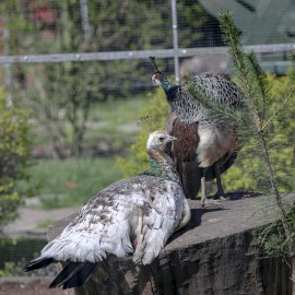 powiększ zdjęcie: Już w czwartek pawie zapraszają do mini zoo
