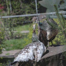 powiększ zdjęcie: Już w czwartek pawie zapraszają do mini zoo