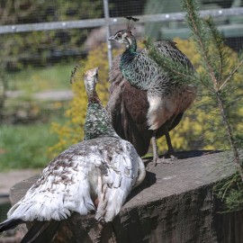 Już w czwartek pawie zapraszają do mini zoo