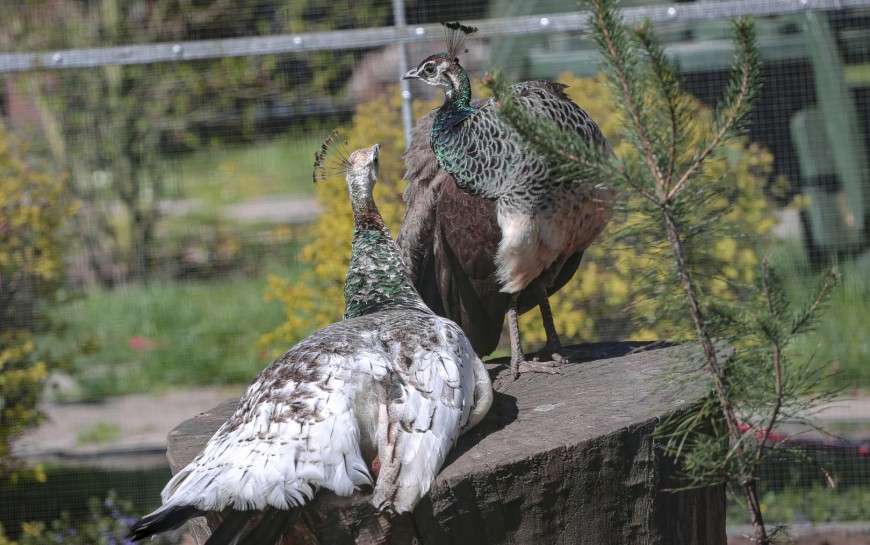 Już w czwartek pawie zapraszają do mini zoo