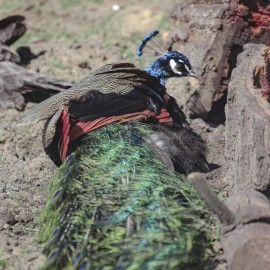 powiększ zdjęcie: Już w czwartek pawie zapraszają do mini zoo