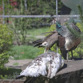 powiększ zdjęcie: Już w czwartek pawie zapraszają do mini zoo