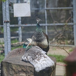 powiększ zdjęcie: Już w czwartek pawie zapraszają do mini zoo