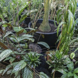 powiększ zdjęcie: Podarowaliśmy egzotyczne rośliny z palmiarni legnickiemu szpitalowi