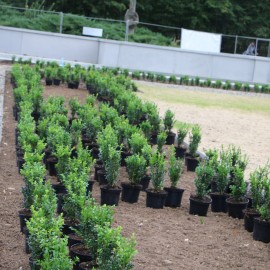 powiększ zdjęcie: Rozpoczęło się sadzenie krzewów i kwiatów w części francuskiej parku