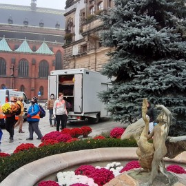 powiększ zdjęcie: Tysiąc chryzantem ozdobi nasze miasto. Już są ustawiane
