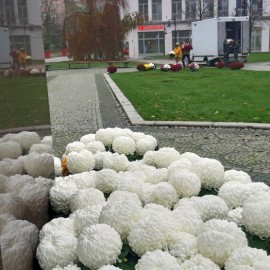 powiększ zdjęcie: Tysiąc chryzantem ozdobi nasze miasto. Już są ustawiane