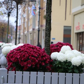 powiększ zdjęcie: Tysiąc chryzantem ozdobi nasze miasto. Już są ustawiane
