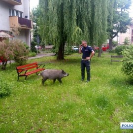 W Legnicy dziki są odławiane i przewożone do specjalistycznego ośrodka