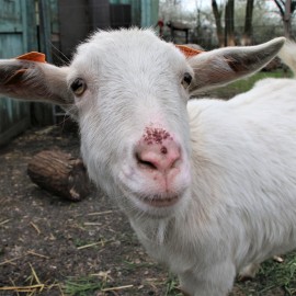 Legnickie MINI ZOO oczekuje nowych, małych mieszkańców