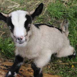 powiększ zdjęcie: W mini zoo na świat przyszła para kózek. Wybierz dla nich imiona i wygraj nagrodę