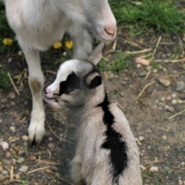 powiększ zdjęcie: W mini zoo na świat przyszła para kózek. Wybierz dla nich imiona i wygraj nagrodę