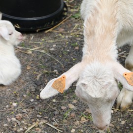 powiększ zdjęcie: W mini zoo na świat przyszła para kózek. Wybierz dla nich imiona i wygraj nagrodę