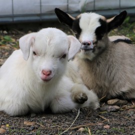 powiększ zdjęcie: W mini zoo na świat przyszła para kózek. Wybierz dla nich imiona i wygraj nagrodę