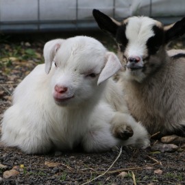 powiększ zdjęcie: W mini zoo na świat przyszła para kózek. Wybierz dla nich imiona i wygraj nagrodę