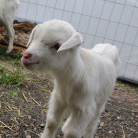 powiększ zdjęcie: W mini zoo na świat przyszła para kózek. Wybierz dla nich imiona i wygraj nagrodę