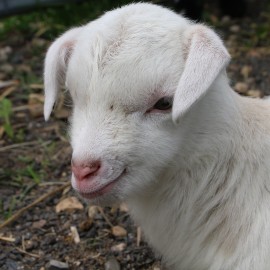 powiększ zdjęcie: W mini zoo na świat przyszła para kózek. Wybierz dla nich imiona i wygraj nagrodę