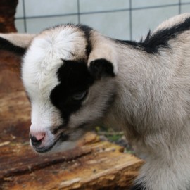 powiększ zdjęcie: W mini zoo na świat przyszła para kózek. Wybierz dla nich imiona i wygraj nagrodę