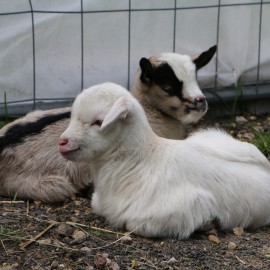 powiększ zdjęcie: W mini zoo na świat przyszła para kózek. Wybierz dla nich imiona i wygraj nagrodę