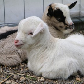 W mini zoo na świat przyszła para kózek. Wybierz dla nich imiona i wygraj nagrodę