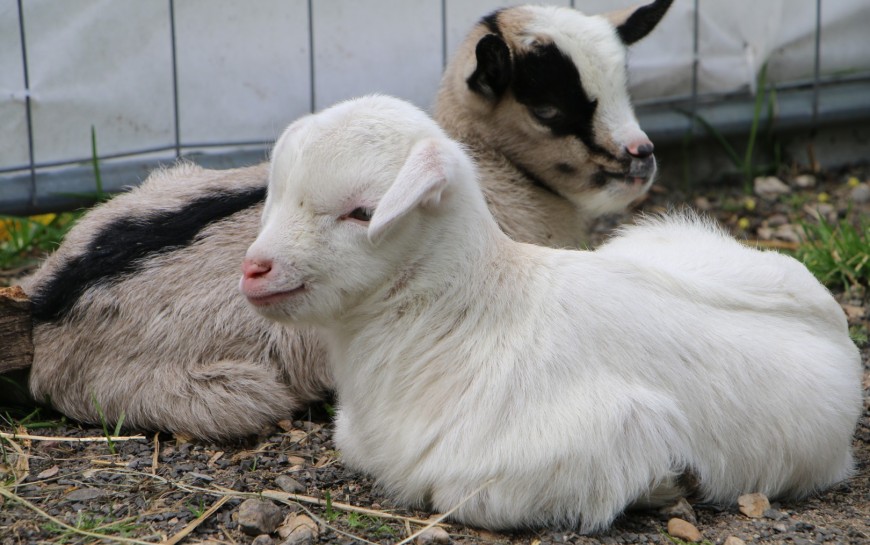 W mini zoo na świat przyszła para kózek. Wybierz dla nich imiona i wygraj nagrodę