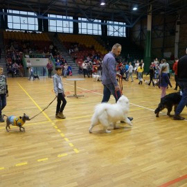 powiększ zdjęcie: Pochwal się swoim zwierzątkiem w niedzielę w hali przy ul. Lotniczej