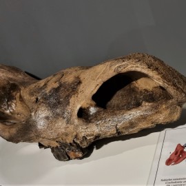 powiększ zdjęcie: Epoka lodowcowa, czyli mamuty w muzeum