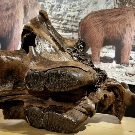 Epoka lodowcowa, czyli mamuty w muzeum