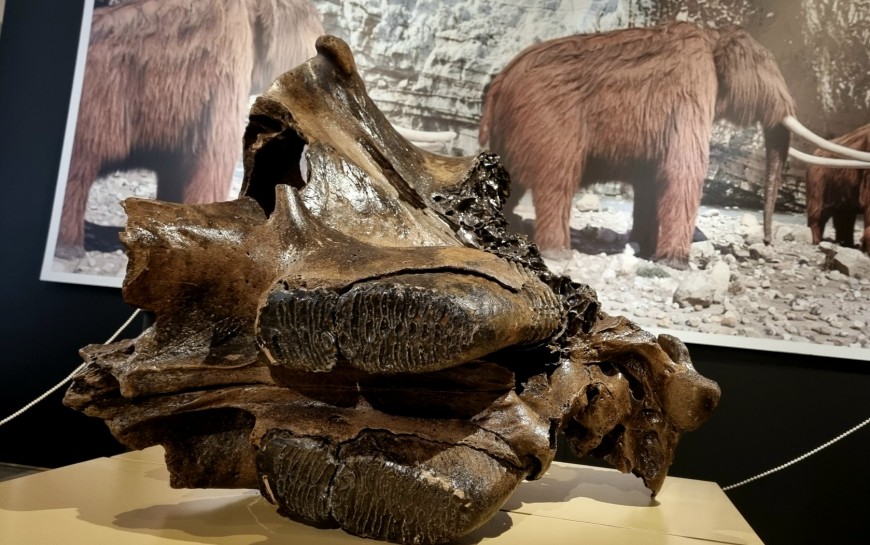 Epoka lodowcowa, czyli mamuty w muzeum