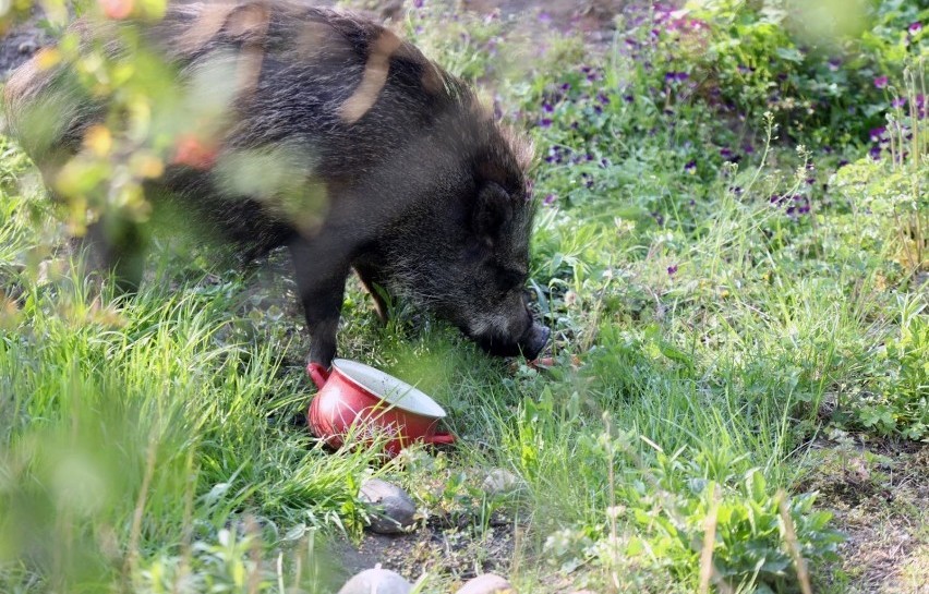 Problem dzików w mieście. Jakich zasad należy się trzymać?