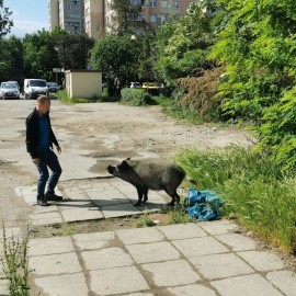 powiększ zdjęcie: Problem dzików w mieście. Jakich zasad należy się trzymać?