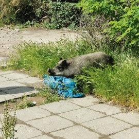 powiększ zdjęcie: Problem dzików w mieście. Jakich zasad należy się trzymać?