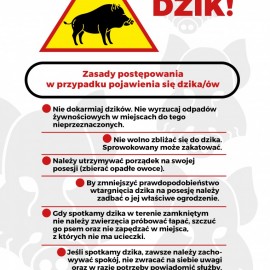 powiększ zdjęcie: Problem dzików w mieście. Jakich zasad należy się trzymać?