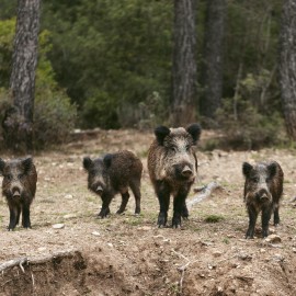 Postępowanie w przypadku znalezienia padłego dzika