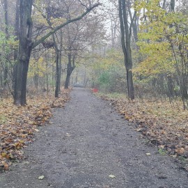 powiększ zdjęcie: Poszukaj wiosny w Lasku Złotoryjskim. To urokliwe miejsce