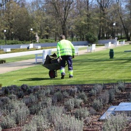 powiększ zdjęcie: W części Parku Miejskiego rozpoczęły się nasadzenia i pielęgnacja roślin