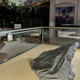 powiększ zdjęcie: Muzeum Miedzi zaprasza na wędrówkę po karbońskim lesie