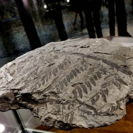 powiększ zdjęcie: Muzeum Miedzi zaprasza na wędrówkę po karbońskim lesie