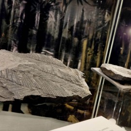 powiększ zdjęcie: Muzeum Miedzi zaprasza na wędrówkę po karbońskim lesie
