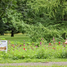 powiększ zdjęcie: Zapraszamy do parku na łąkę kwietną. Właśnie rozkwitła niesamowitą paletą barw