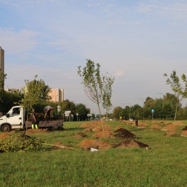 powiększ zdjęcie: Nasadzenia drzew na osiedlu Piekary: 70 drzew na 70 lat Huty Miedzi